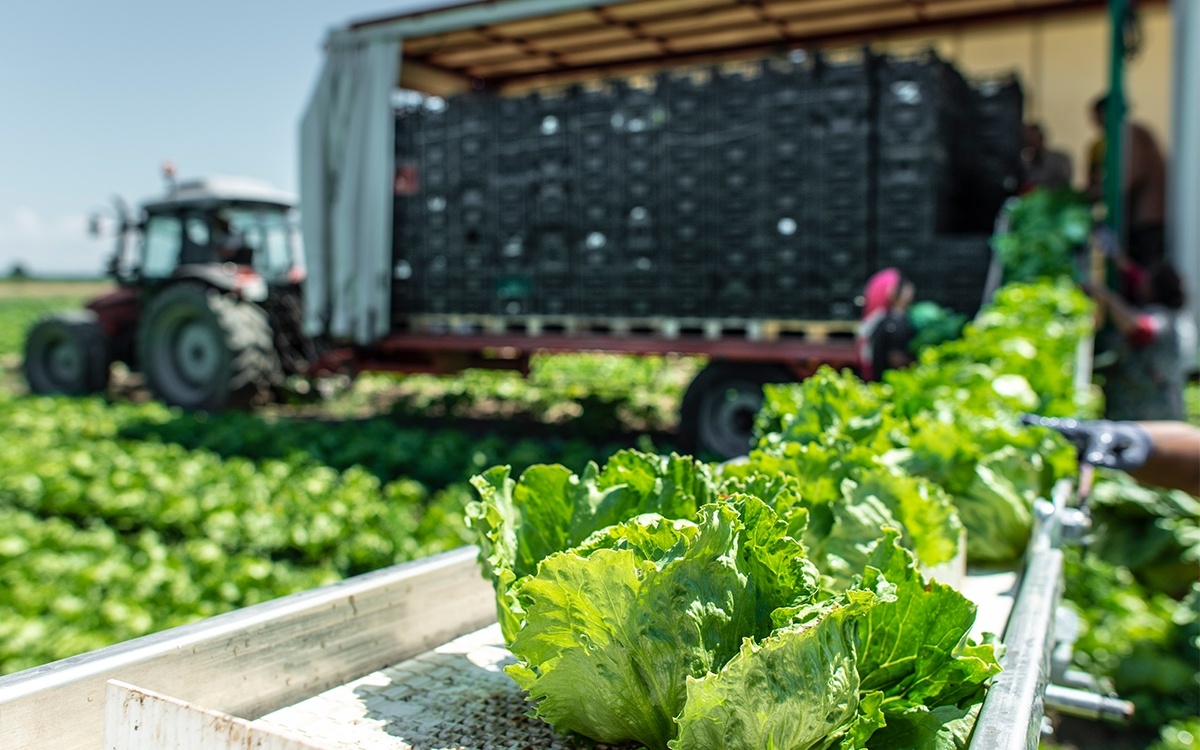 Fresh Produce Safety and Quality