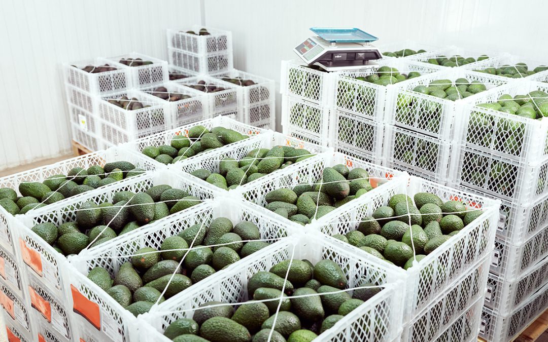 Navigating Pre-Cooling and Cold Storage in the U.S. Post-Harvest Produce Sector
